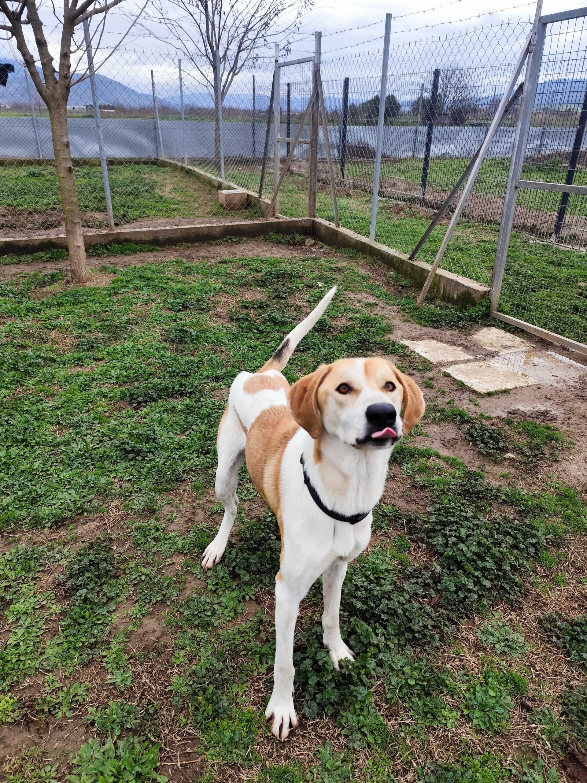 ΑΡΣΕΝΙΚΟΣ 900255001209323